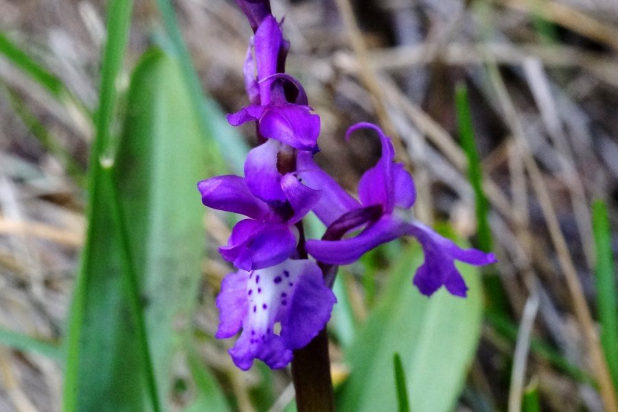 Orchis mascula subsp. ichnusae / Orchide di Sardegna